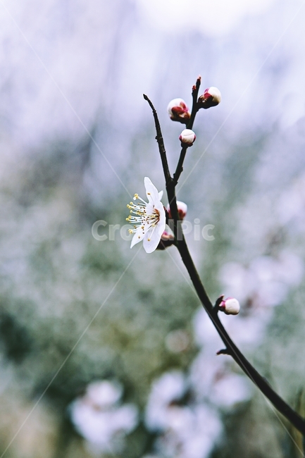 매화,매화꽃,꽃,매화나무,자연,배경,자연,풍경,nature,landscape,식물,plants,꽃,flower,나무,trees,wood,pollen,화분,plant