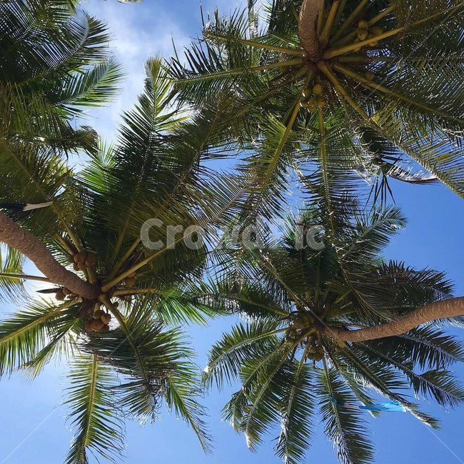 스리랑카,야자수,바다,나무,여름,하늘,바닷가,해변,분위기,srilanka,palmtree,beach,tree,summer,코코넛