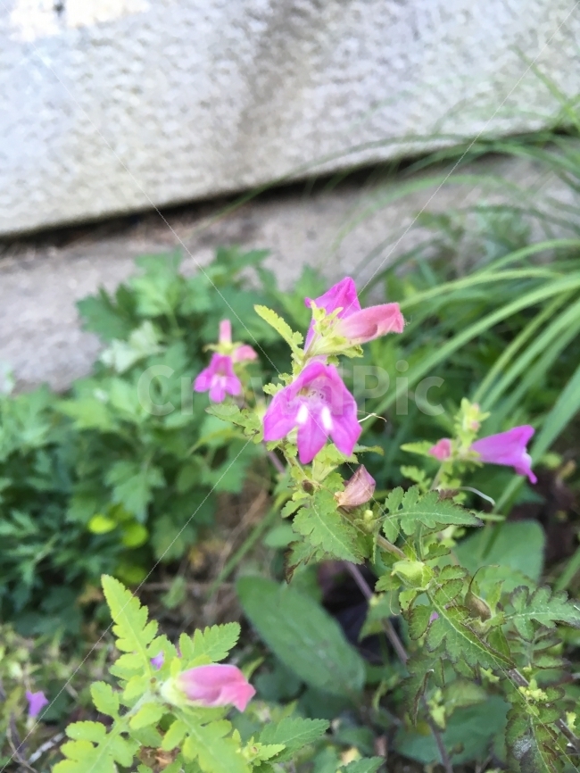 꽃,분홍꽃,할미꽃,플라워,식물,식물,자연,plants,nature,꽃,flower