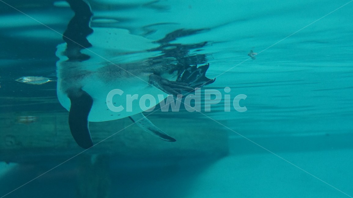 water,물,aquatic,펭귄,팽귄,수영,물갈퀴,동물원,훔볼트펭귄,동물,animal,포유류,mammal