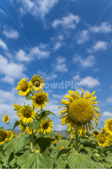 해바라기,노란색,하늘,파란색,여름,꽃,식물,자연,plants,nature,꽃,flower