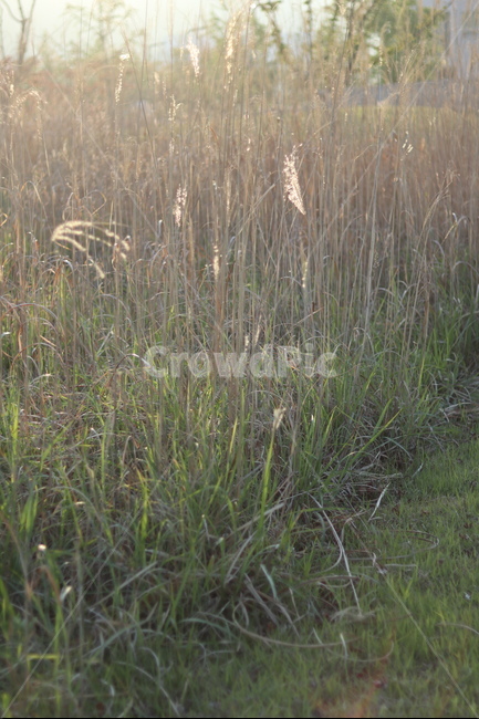 억새,아침빛,봄,갈색,동네,식물,자연,plants,nature,휴식,힐링,rest,relaxation,healing
