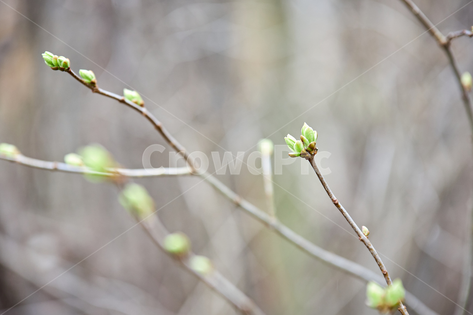 sprout,새싹,bud,싹,plant,식물,새순,나무,나뭇가지,봄,연두색,이른봄,spring,감성사진,감성샷,초봄,봄나무,봄,계절,spring,season