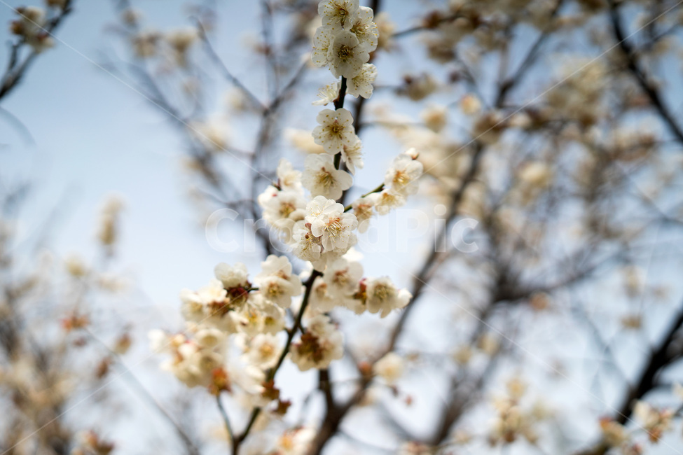 꽃,봄,봄꽃,자연,감성,봄,계절,spring,season,식물,자연,plants,nature,꽃,flower,plant,blossom