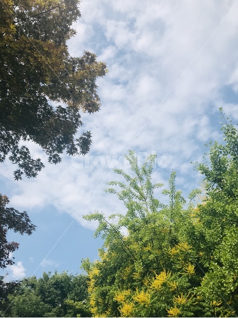 나무,식물,tree,초목,하늘,봄