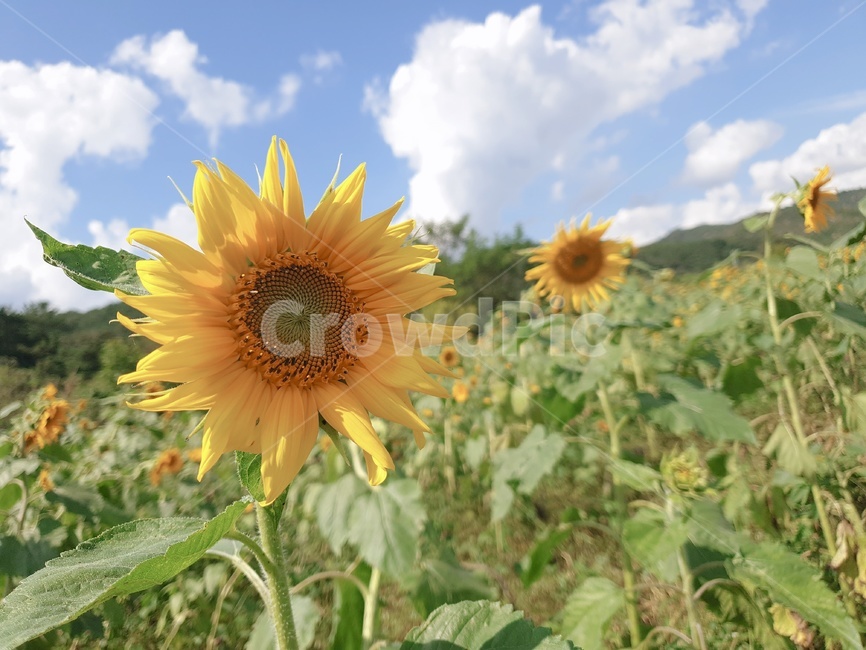 해바라기,여름꽃,하늘,뭉개구름,풍경,꽃,여름,plant,식물,blossom,flower,sunflower,식물,자연,plants,nature,꽃,flower