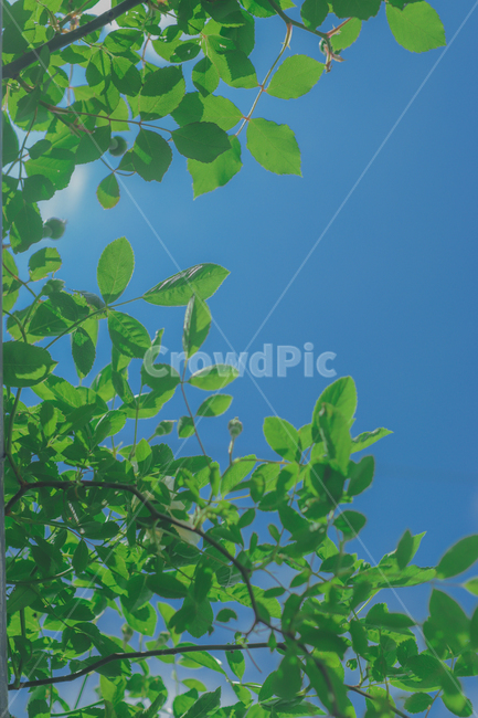 봄,여름,푸른,나뭇잎,녹색,초록,힐링,green,식물,휴식,rest,자연,nature,감성,feeling,sensible,식물,자연,plants,nature