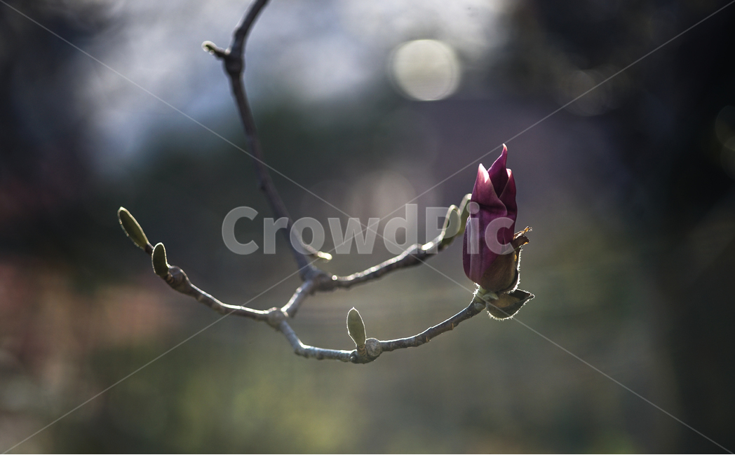 봄,새순,저녁빛에새싹,역광,여린새싹,식물,자연,plants,nature