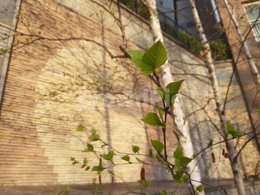 새싹,자작나무,집앞,정원,연두색,garden,가든,green,yellowishgreen