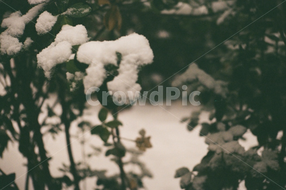 눈,꽃,눈꽃,겨울,아련,겨울,계절,winter,season