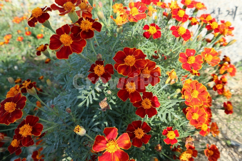 flower,꽃,plant,식물,blossom,식물,자연,plants,nature,꽃,flower