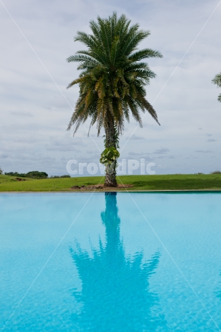 saipan,palmtree,사이판,야자나무,야자수,여름,자연,해외,외국,세계,foreign,oversea,world,식물,자연,plants,nature,나무,trees,wood