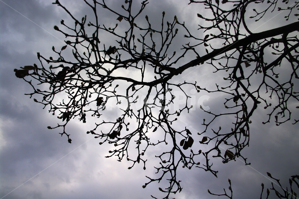 식물,plant,나무,하늘,구름,식물,자연,plants,nature,나무,trees,wood