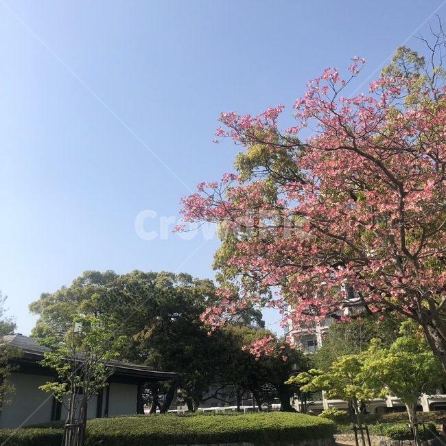 자연,나무,벚꽃,하늘,봄,날씨,배경,그린,네이쳐,자연스러운,풍경