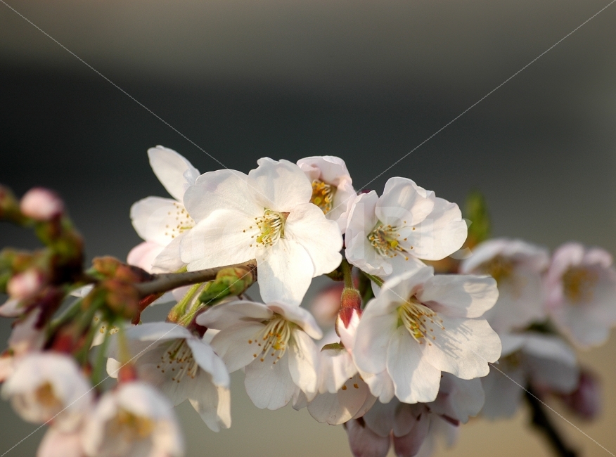 벚꽃,꽃,봄,봄꽃,꽃망울,흰색,화이트,식물,봄,계절,spring,season,식물,자연,plants,nature,꽃,flower,plant