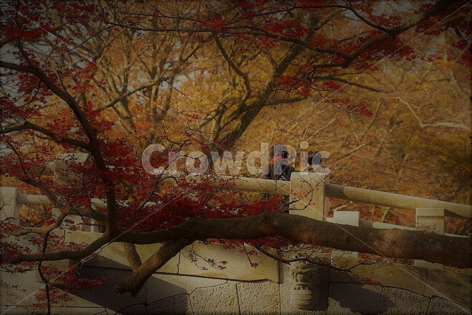 가을,나무,단풍,낙엽,season,autumn,fall,자연,계절,풍경,감성,서정,다리,가을,계절,fall,autumn,season,사람들,대중,군중,other people,crowd