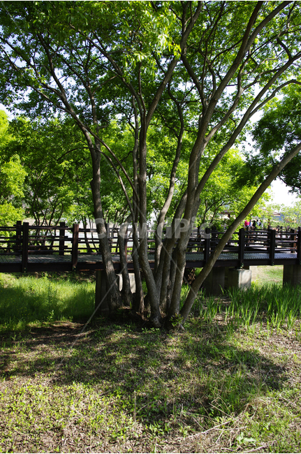 나무,풍경,풍광,초록,자연,나무길,길,color,숲,자연,풍경,nature,landscape,tree,plant,식물,tree trunk,나무 줄기,outdoors,옥외,garden,정원,arbour,정자