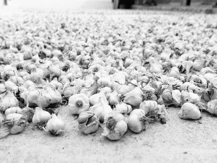 마늘,마늘건조,마늘농사,자연건조,마늘수확,통마늘,흑백,모노톤,monochrome,black and white