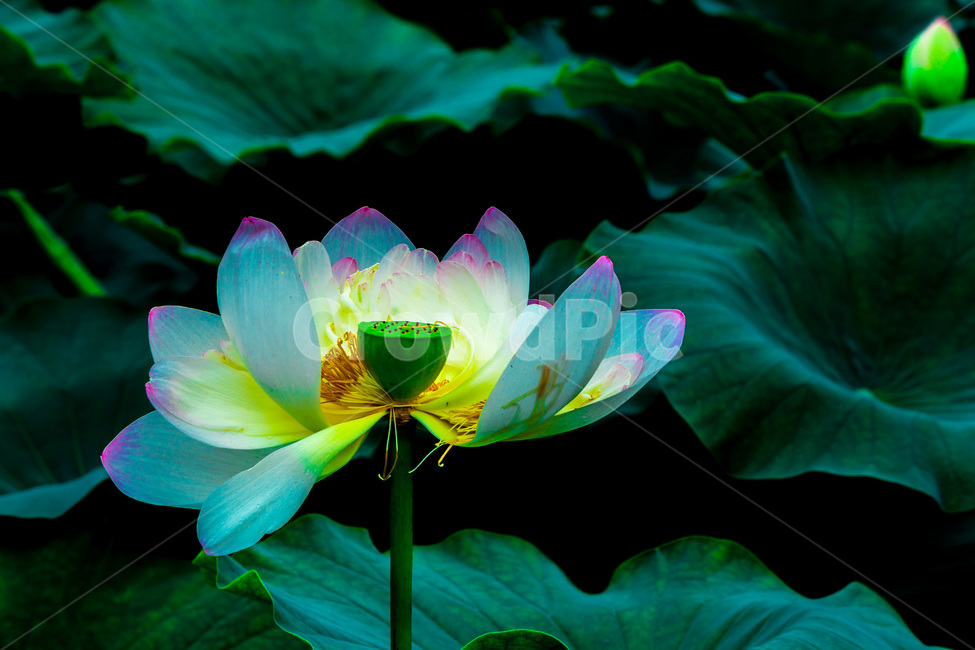 연꽃,연잎,문양,무늬,연못,식물,자연,plants,nature,꽃,flower