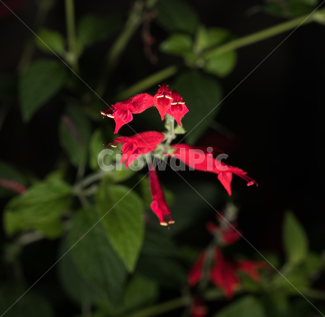 pineapplesage,파인애플세이지,꽃,식물,빨강,red,식물,자연,plants,nature,꽃,flower
