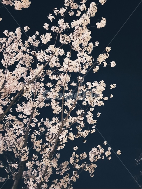 벚꽃,봄,밤,풍경,봄꽃,밤하늘,봄,계절,spring,season,야경,밤,풍경,nightscape,night,landscape,blossom,꽃,cherry blossom,flower,plant,식물