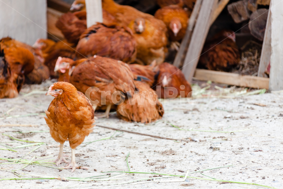 동물,부리,암탉,깃털,닭,동물,animal,조류,새,birds
