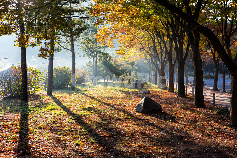 flare,Spider web,nature,Incheon Grand Park,autumn scenery,tree,leaf,shine,morning,tree trunk,morning light,fallen leaves,light,autumn morning,plant,sight,autumn,floor,Maple