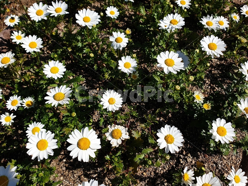 하늘,꽃,꽃들,플라워,flower,식물,자연,plants,nature,꽃,flower