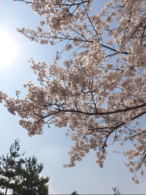 벚꽃,하늘,봄,벚나무,햇빛,풍경,맑음