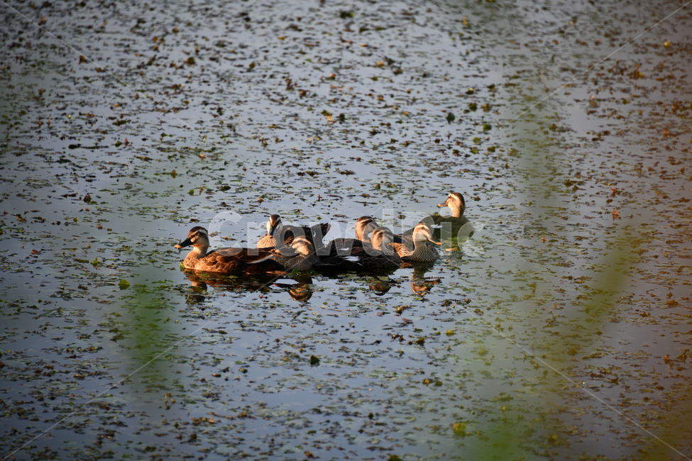 오리,오리가족,왕송저수지,저수지,연못,자연,동물,animal,조류,새,birds