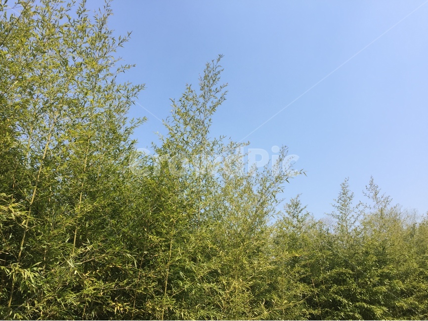 봄,풍경,하늘,나무,spring,식물,자연,plants,nature,나무,trees,wood