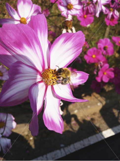 꽃,벌,꿀벌,surface,flower,natural,nature,자연의,접사,근접,closeup,식물,자연,plants,nature,꽃,flower,곤충,벌레,insect,bug