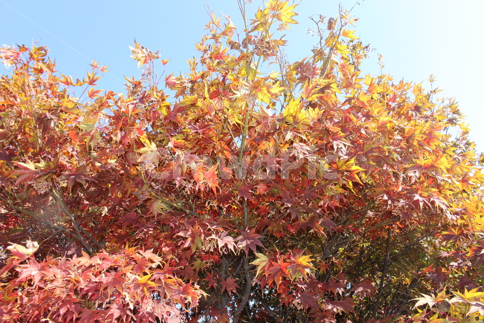 나무,단풍,가을,빨강,노랑,palmatemaple,가을,계절,fall,autumn,season,plant,식물,leaf,잎,tree,maple