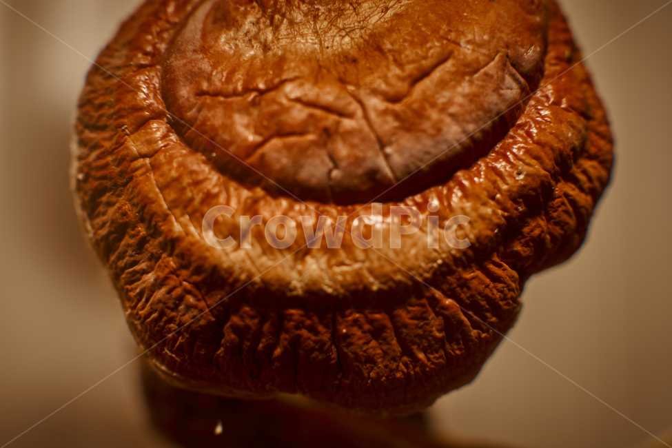 약재,한약,버섯,영지,접사,식물,운지,나무,자연,nature,버섯,mushroom