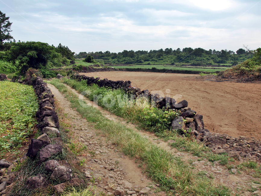 오시록헌농로,밭,농작물,제주,올레14코스,올레길,농로,자연,풍경,nature,landscape,제주도,jeju,jeju island,ground,바닥,soil,흙,road,도로,gravel,자갈,dirt road,흙길,outdoors,옥외