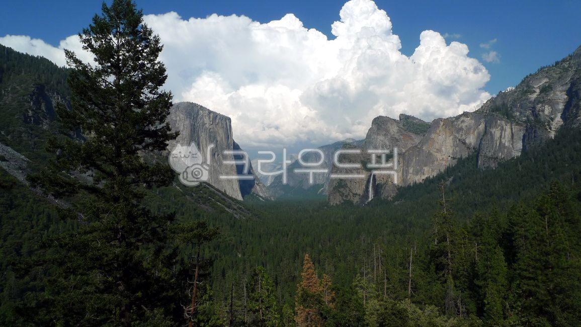 요세미티,yosemitenationalpark,yousemite,미국,미국국립공원,자연,절벽,요세미티국립공원,tree,나무,nature