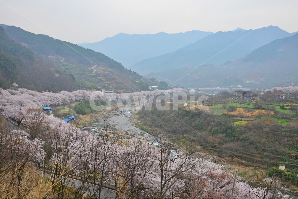 blossom,flower,꽃,cherryblossom,벚꽃,plant,식물,tree,나무,treetrunk,나무줄기,경남,하동,섬진강변,벚꽃길,화개십리벚꽃길,십리벚꽃길