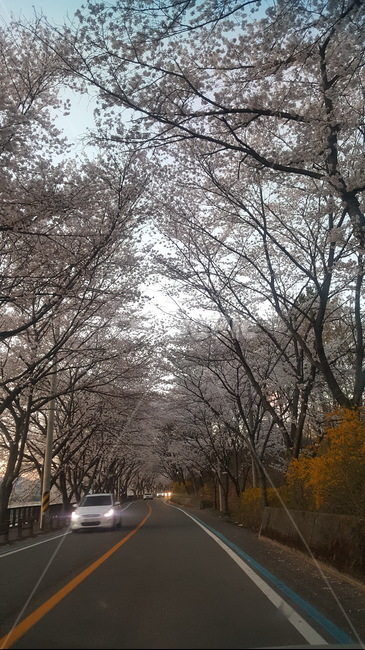 벚꽃,벚꽃길,봄,꽃,드라이브