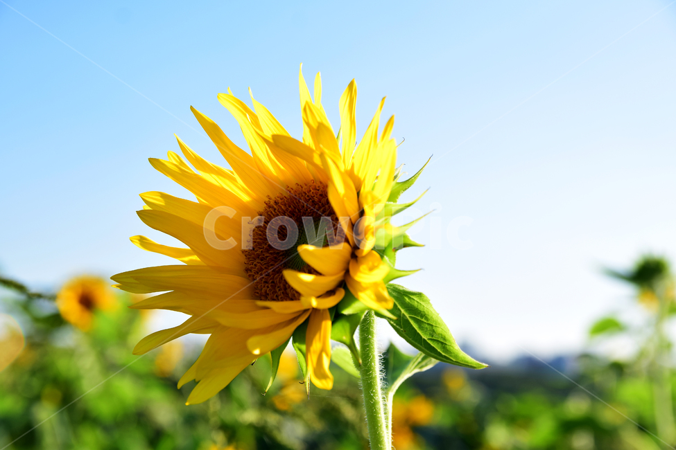 해바라기,해바라기꽃,꽃,해바라기잎,꽃잎,노란꽃,노랑색,플라워,식물,flower,plants,sunflower,yellow,여름,계절,summer,season,식물,자연,plants,nature,꽃,flower,plant,blossom