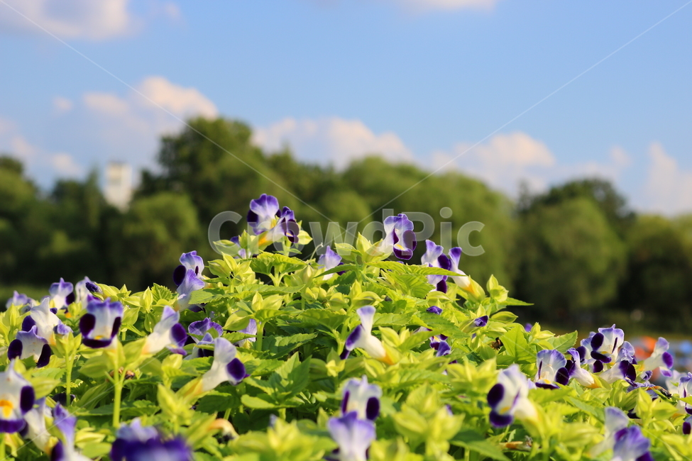 토레니아,꽃,토레니아꽃,식물,여름,가을,현삼과,꽃밭,식물,자연,plants,nature,꽃,flower