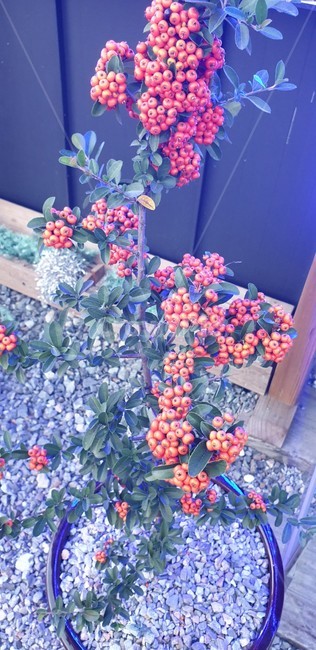 plant,식물,열매,주황색,꽃,감성사진,색상