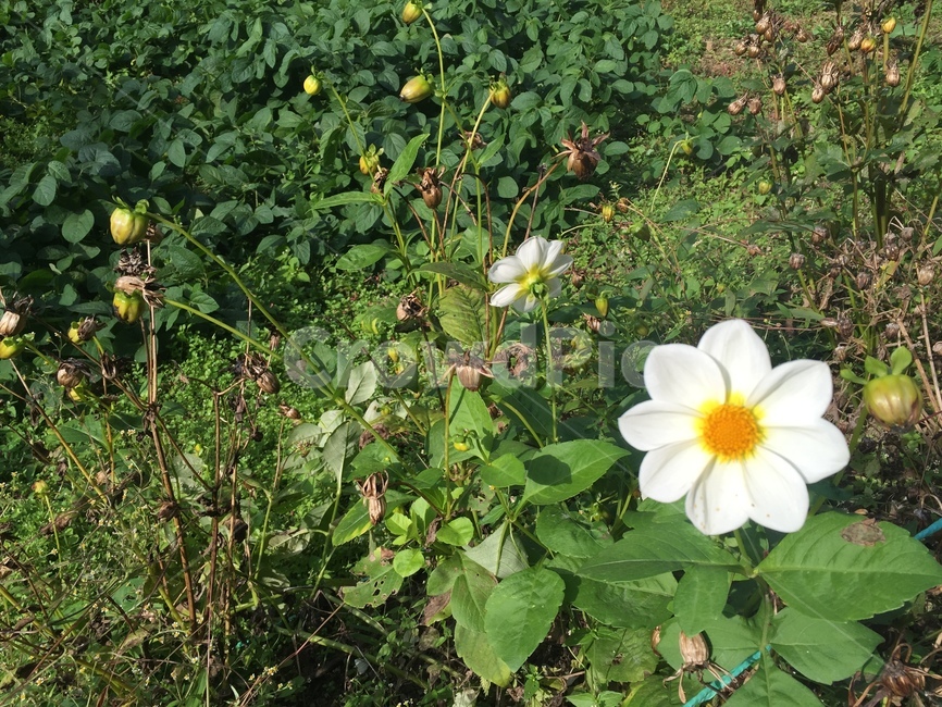 plant,식물,꽃,잔디,푸른,푸릇,풀,흰색꽃,흰꽃,flower