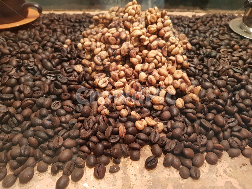 커피,coffee,원두,커피원두,홀빈,커피홀빈,커피콩,루왁커피,사향커피,사향고양이,아메리카노