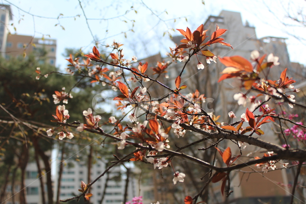 벛꽃,꽃,봄,자연,sakura,flower