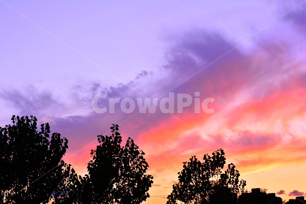 노을,실루엣,석양,해질무렵,일몰,분위기,서정,필,느낌,sky,feeling,emotion,sensible,sunset,orange,오렌지색,노랑색,주황색,옐로우,색감,식물,잎새,나뭇잎,낭만적,드라마틱,자연,풍경,nature,landscape,실루엣,그림자,silhouette,shadow,색깔,색상,색채,색감,color sense,color sensitivity,feeling of color,outdoors,옥외,하늘