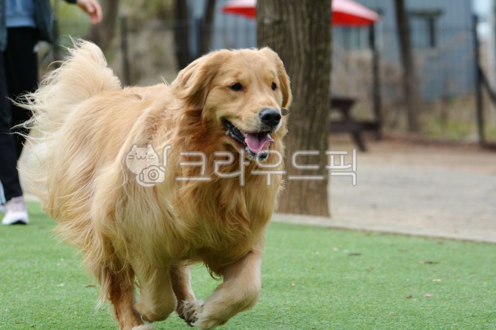 개,강아지,골든리트리버,동물,pet,포유류,goldenretriever,puppy,animal,dog