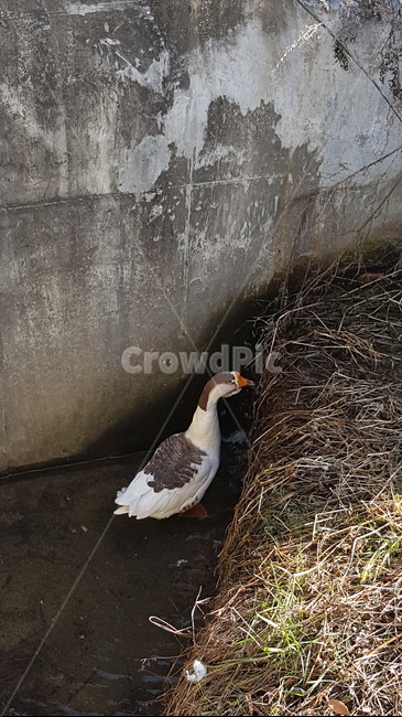 bird,새,animal,동물,외톨이,오리,도랑,duck,solo,조류,새,birds