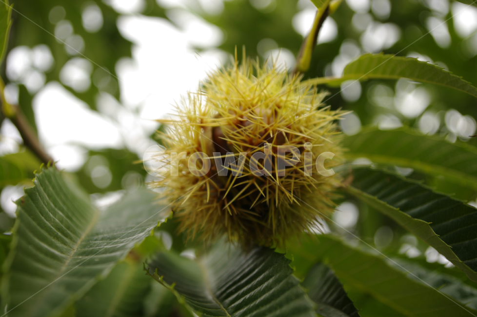 밤송이,밤나무,밤,나무,plant,과일,열매,fruit