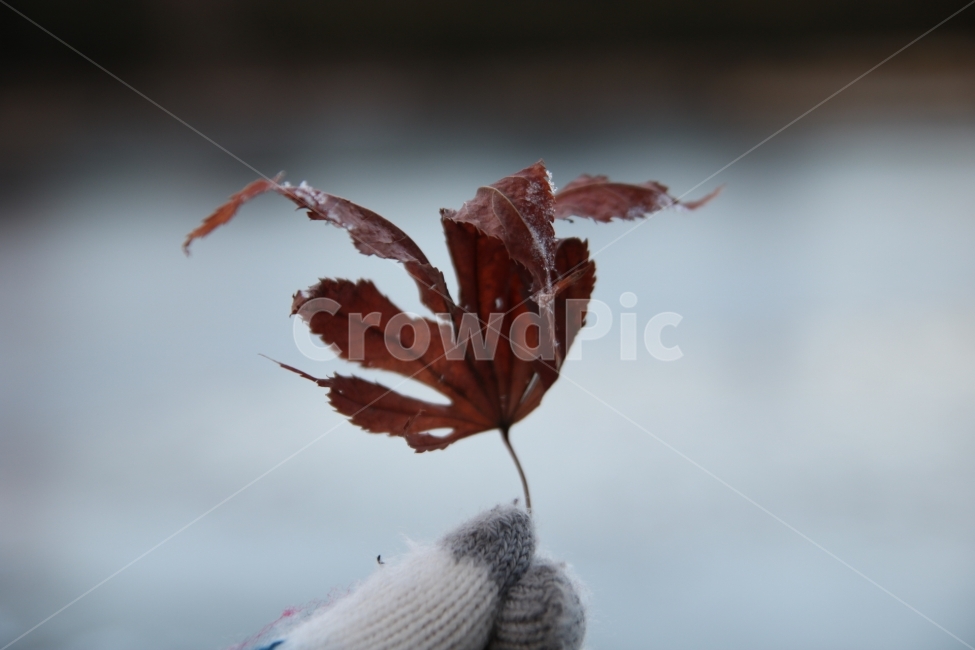 낙엽,겨울,눈,가을,분위기,얼음,눈송이,한겨울,감성,겨울,계절,winter,season,식물,자연,plants,nature