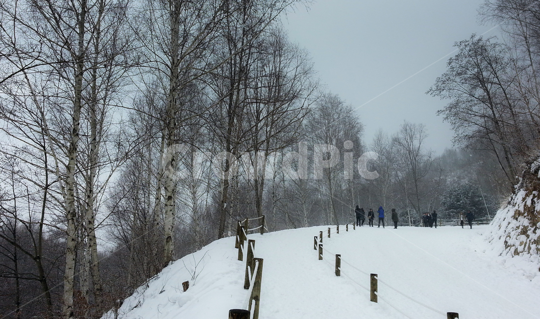 눈길,겨울산행,자작나무,눈밭,폭설,겨울,계절,winter,season,자연,풍경,nature,landscape,outdoors,옥외